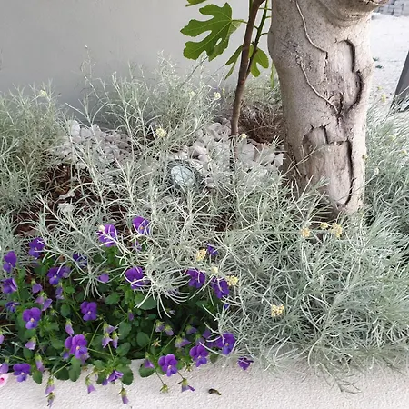 Flores Вилла *