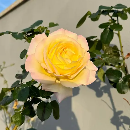 Flores Вилла Kavran