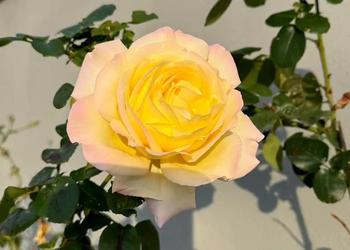 Flores 빌라 Kavran